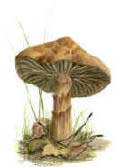 gouache mushroom painting