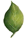basic leaf