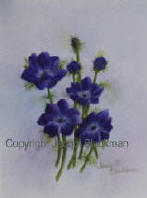 blue anemones painted with oils on watercolour paper