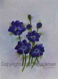 blue anemones painted with oils on watercolour paper