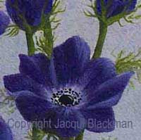 close up of anemone flower painted in oils