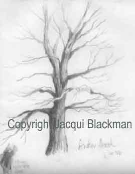 pencil and derwent watercolour pencil for the beech tree