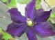 purple Clematis growing outside