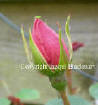 pink rose bud use for practice