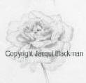 rose drawing rendered in pencil