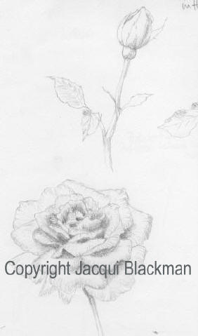pencil sketch of the rose flower and buds