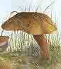 gouache mushroom