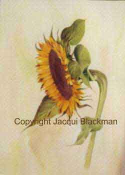 sunflower painted in watercolour