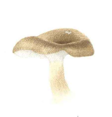 mushroom painting using coloured pencils