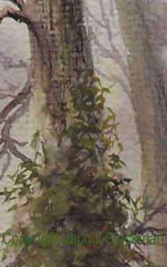 close up of tree ivy