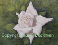 white rose painted with oils on watercolour paper